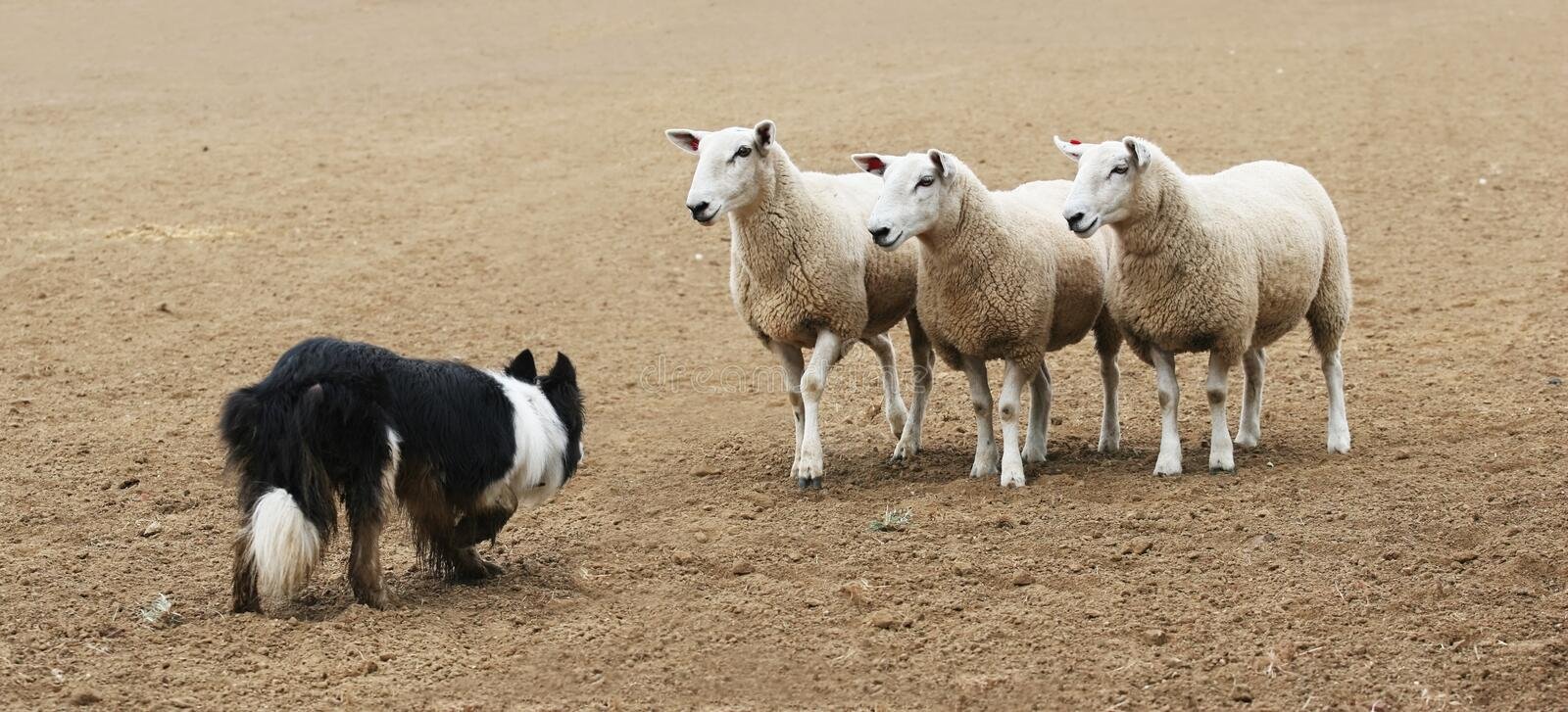 ឆ្កែគង្វាលចៀម | Sheepdog