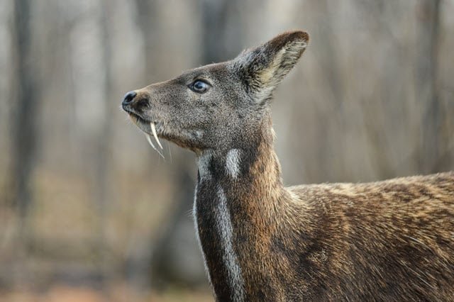 សត្វក្តាន់ទឹក | Water Deer Or Vampire Deer