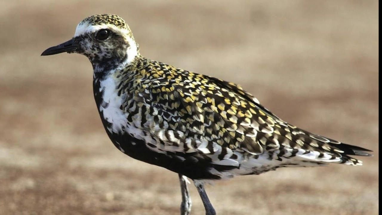 សត្វក្បាលធំពណ៍មាស | Pacific Golden Plover