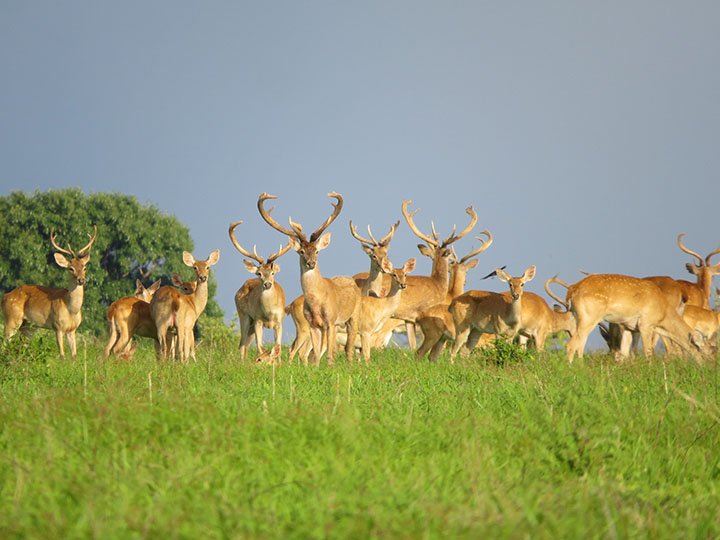 រមាំង | Eld’s deer
