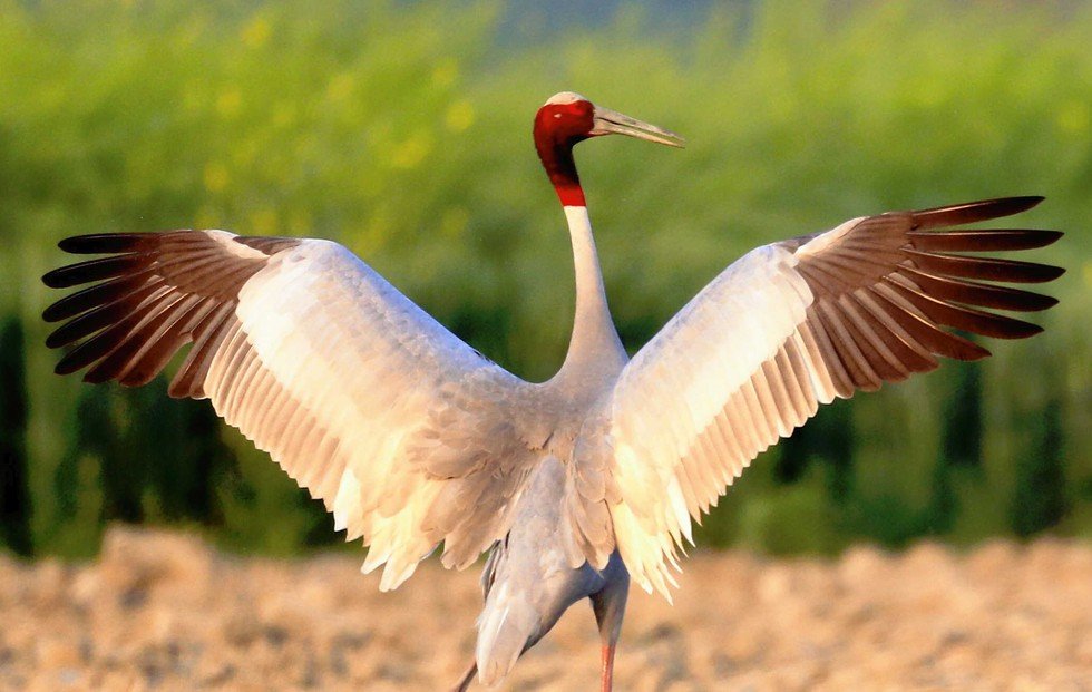 សត្វក្រៀល | Sarus crane
